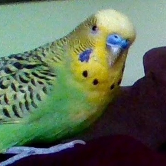 Meet your Posher, Madison - Picture 1 of 1